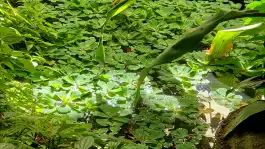 Huntington Lily Pads